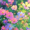 🌷เพลงทุกยุค ทุกสมัย🌷