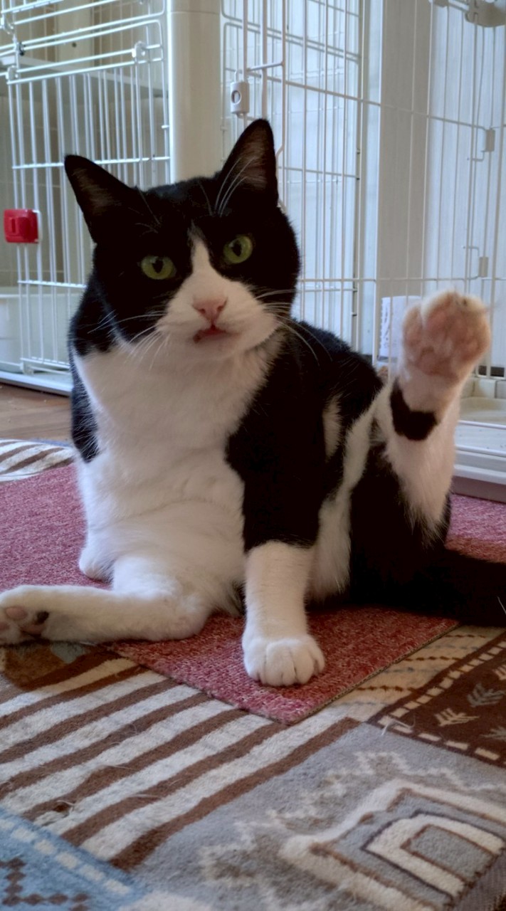 👑ねこ👑 保護猫と暮らしている人の部屋
