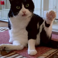 👑ねこ部屋👑 保護猫王国ファミリー