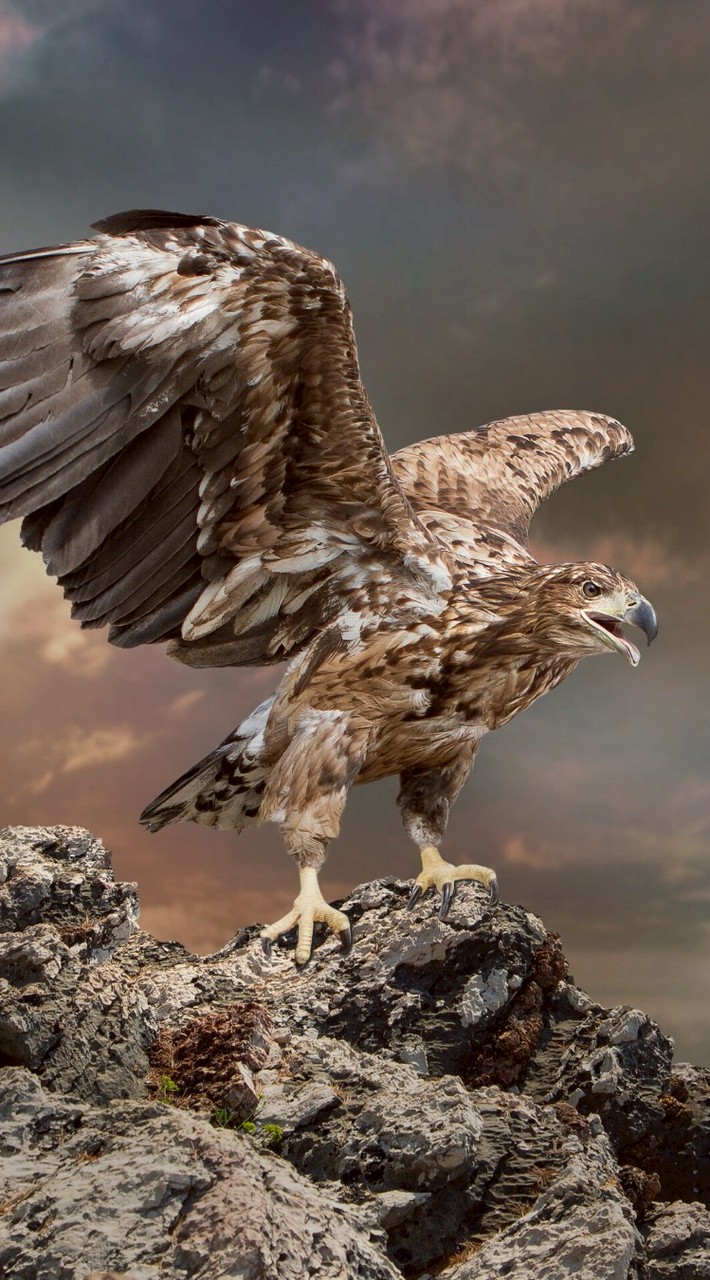 當沖，波段，股票，期貨知識交流社群。第一群 閒雲野鶴2022-11-28創群