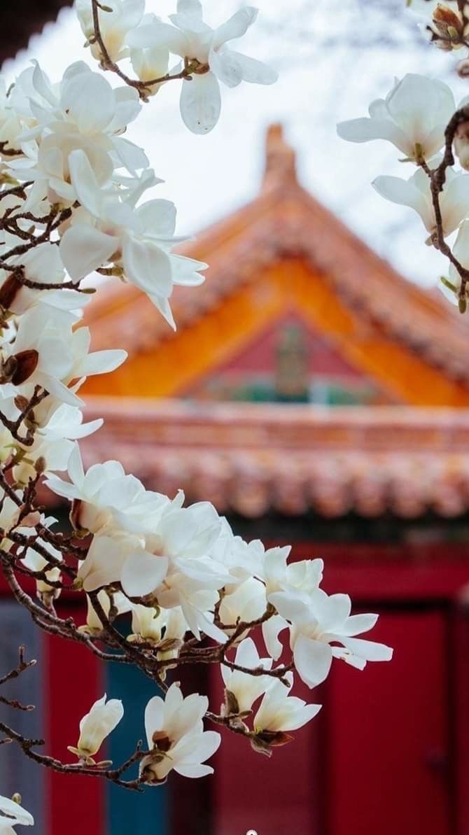 ⋆✴︎˚｡⋆ ศึกจอมนางชิงบัลลังก์ | โรลจีนโบราณราชวงศ์ชิง