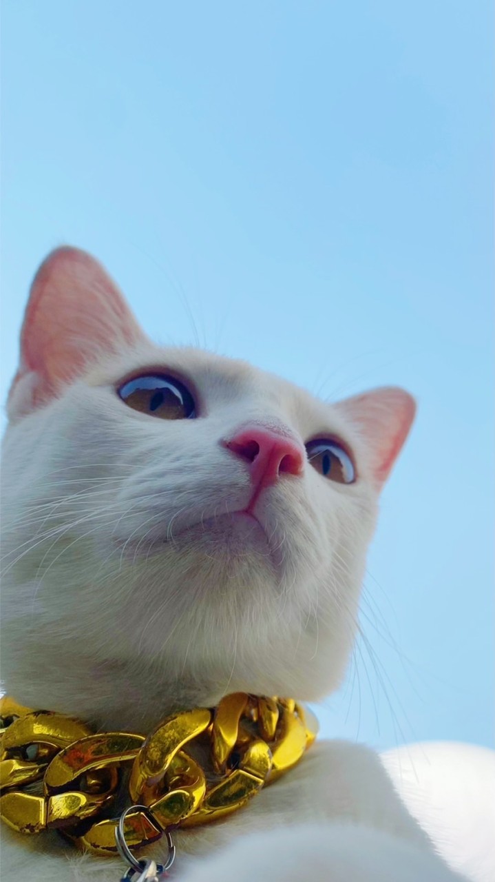 🐱แมวเลีย แจกฟรี!