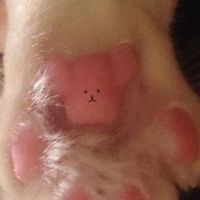 悅來悅毛