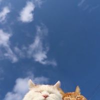 屬於拉子、蘫伊所再。
