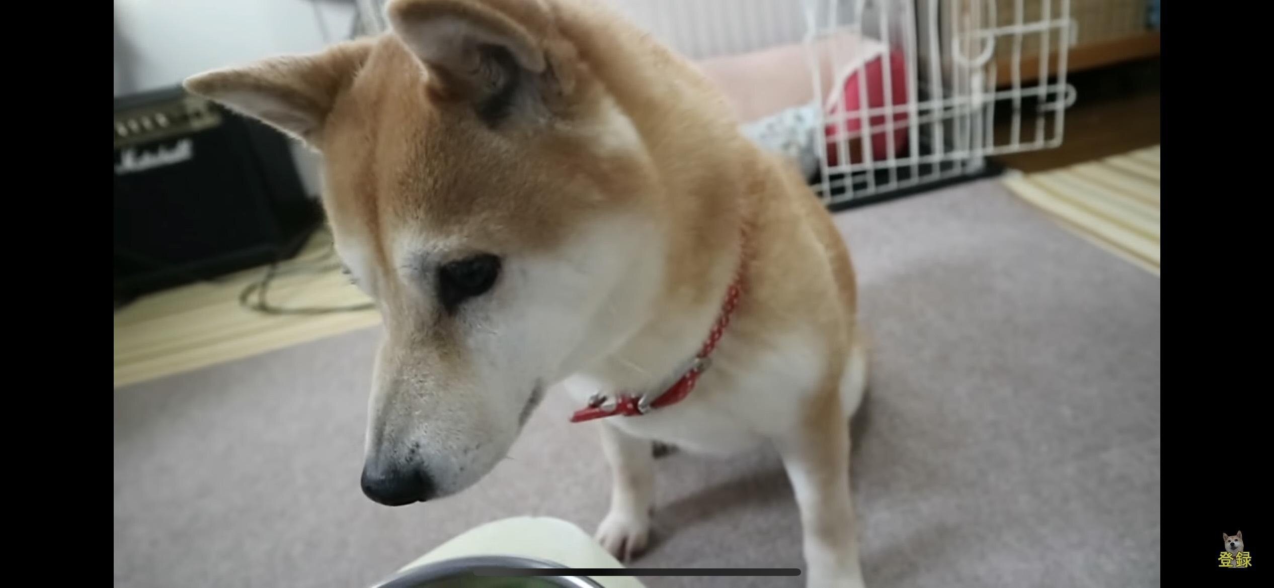 納豆好きな柴犬の小春ちゃん 好きすぎておもしろいほど前のめりに ウォーカープラス