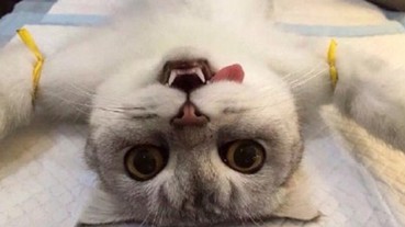 獸醫分享貓咪結紮手術照片 真想求這些貓的心理陰影面積...