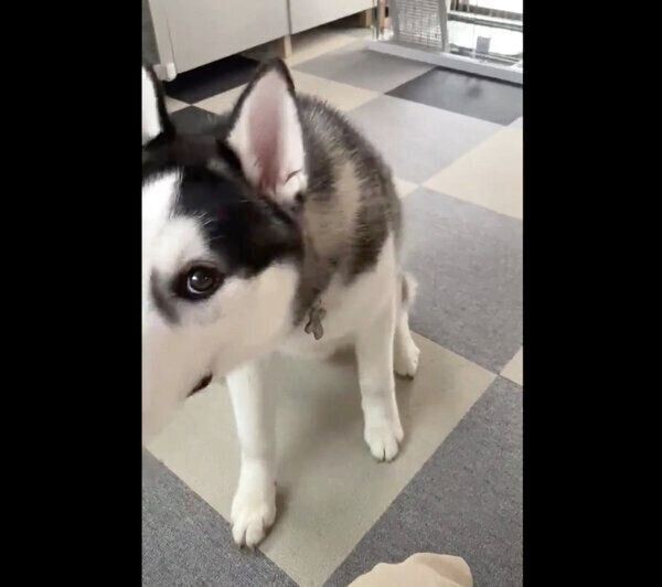 ツンツンしがちなハスキーのかまってアピールが可愛すぎた