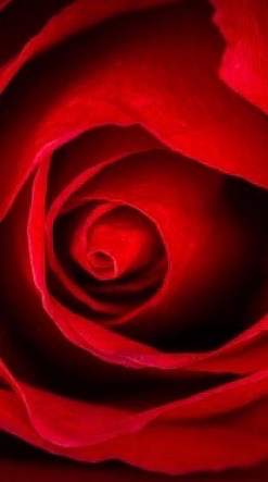 ローズEA自動売買