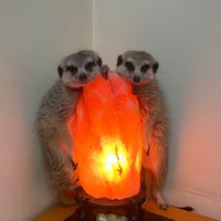 狐獴心樂園