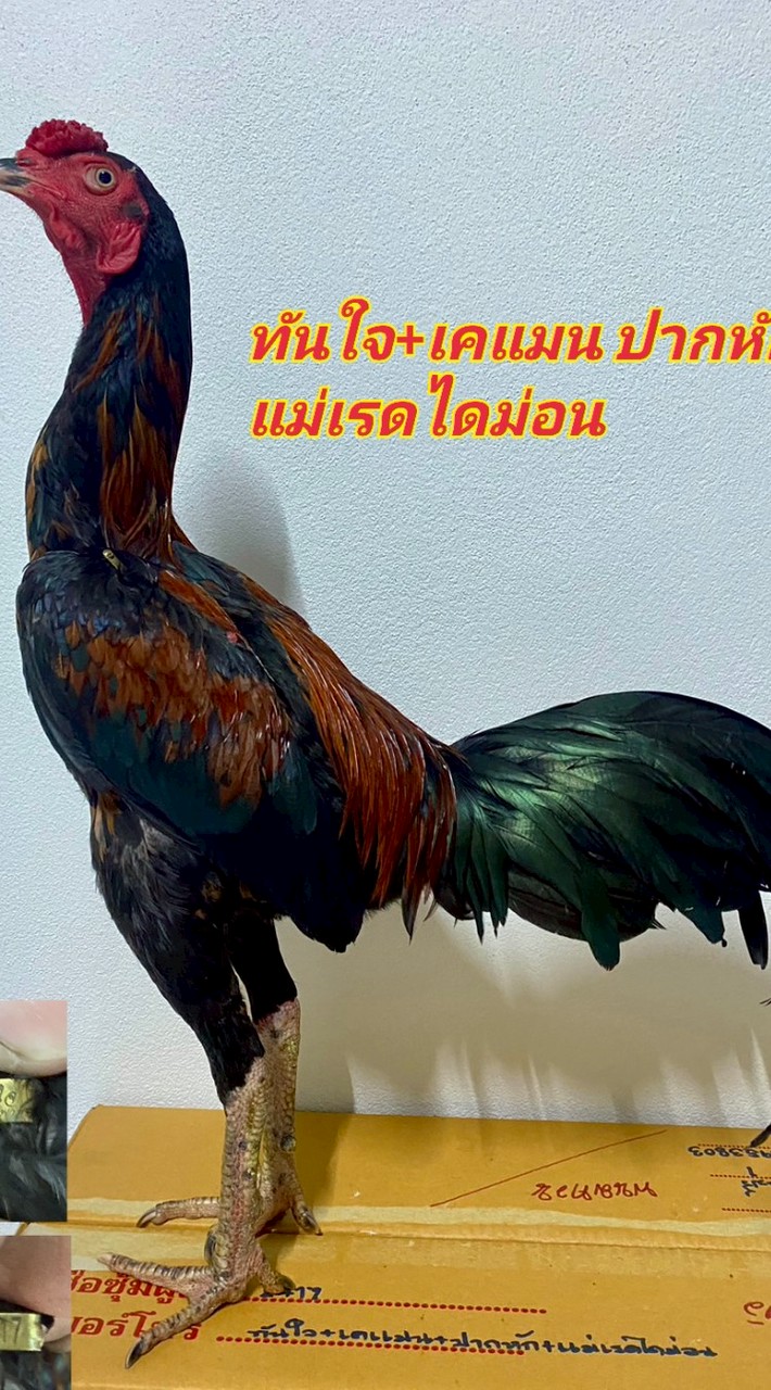 ซุ้มน้องน้ำหนึ่ง ไก่ชน