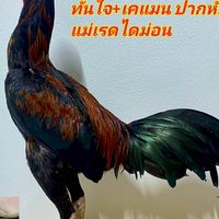 ซุ้มน้องน้ำหนึ่ง ไก่ชน