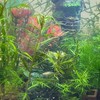 水草とシュリンプの水槽