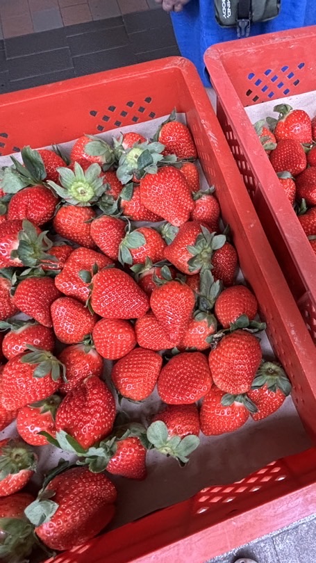 酪農家政大-草莓鮮奶酪