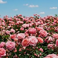 50代60代女性限定🌷暮らしのダイアリー