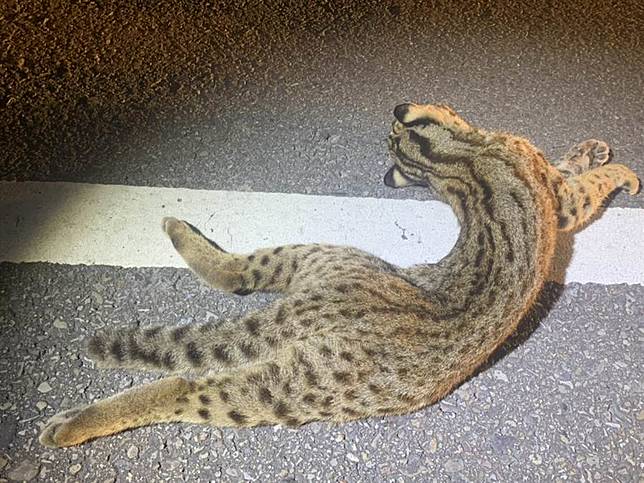 140縣道石虎路殺再添1起  苗縣將設告示牌警惕