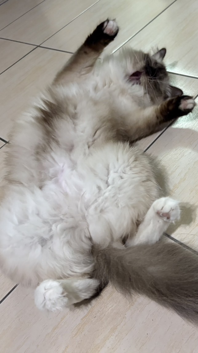 桃園布偶貓寵愛群