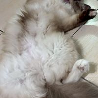 桃園布偶貓寵愛群