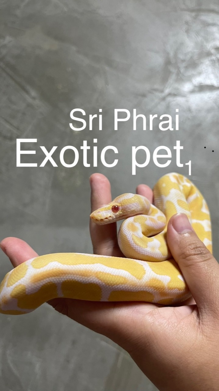 ศรีไพร Exotic pet ประมูลสัตว์แปลก แลกเปลี่ยนความรู้🍀