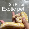 ศรีไพร Exotic pet ประมูลสัตว์แปลก แลกเปลี่ยนความรู้🍀