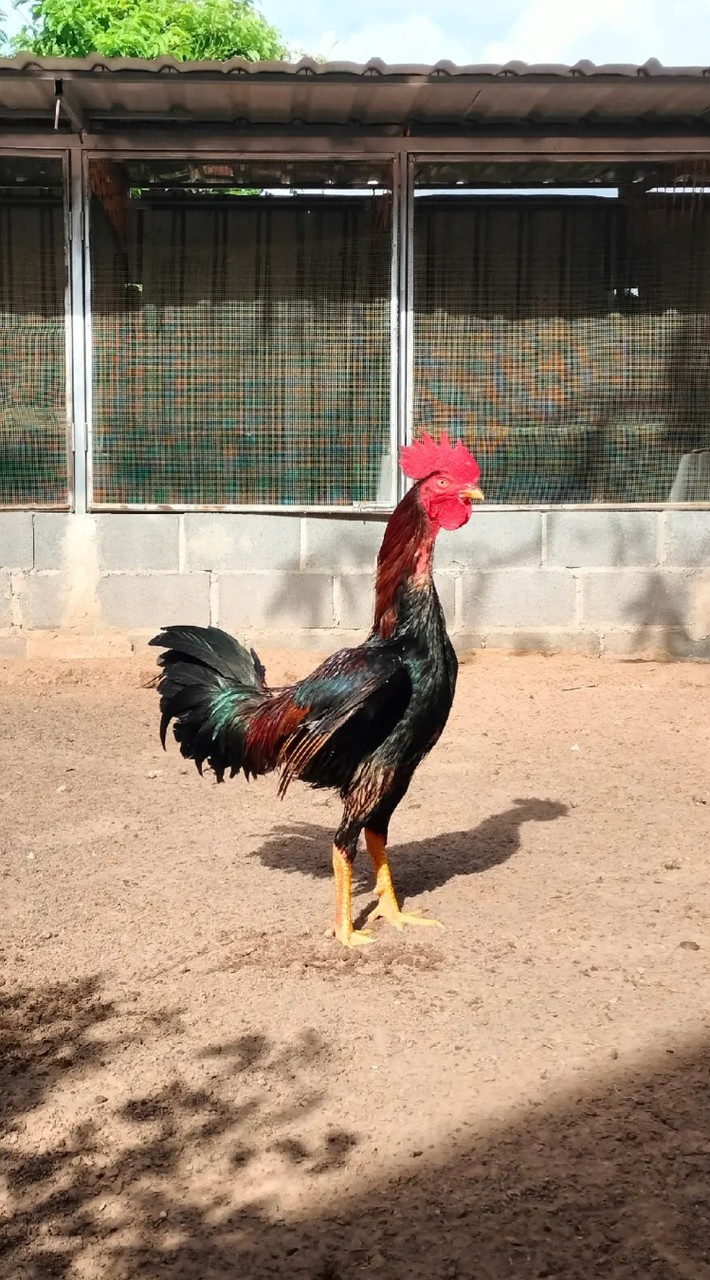 ซุ้มต.กระต่ายทองฟาร์ม