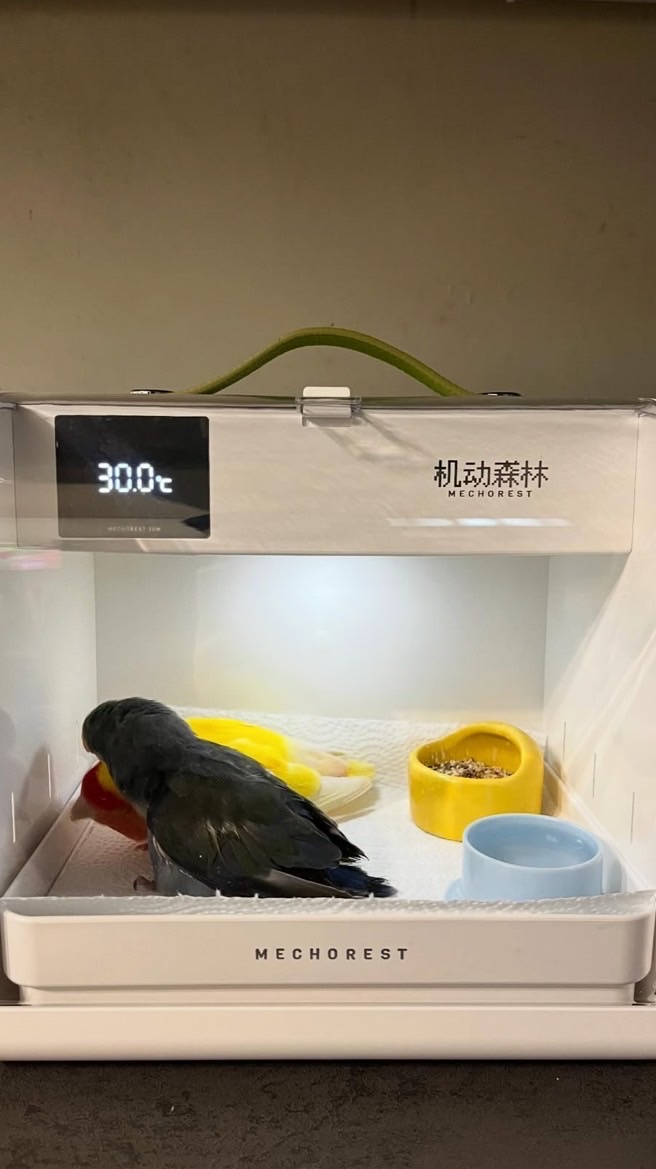 便攜式寵物恆溫箱