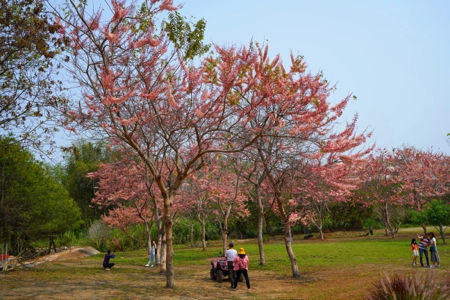 中部景點,斗六景點,斗六花旗木,近水樓台,近水樓台湖畔森林咖啡,近水樓台湖畔森林咖啡交通資訊,近水樓台湖畔森林咖啡停車場,近水樓台湖畔森林咖啡停車場花旗木,近水樓台湖畔森林咖啡門票,雲林IG打卡點,雲林景點,雲林網美景點,雲林花旗木近水樓台湖畔森林咖啡花旗木