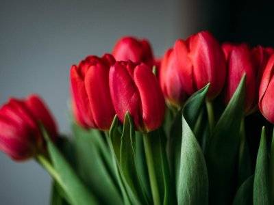 Selain Bunga Mawar Bunga Tulip Juga Bermanfaat Untuk Kecantikan