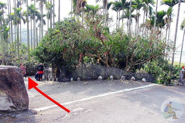 台中新社梅花秘境