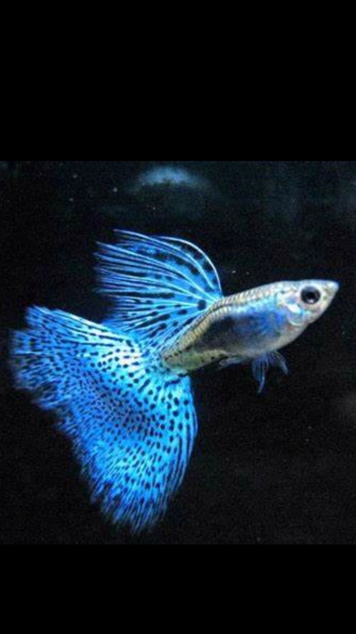 龍潭觀賞魚/天成水族