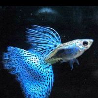 龍潭觀賞魚/天成水族