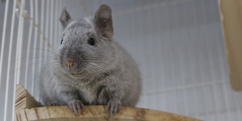 チンチラ・デグー小動物飼育セット