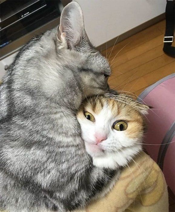 Twitterで話題の にゃんこルーレット に癒される人続出