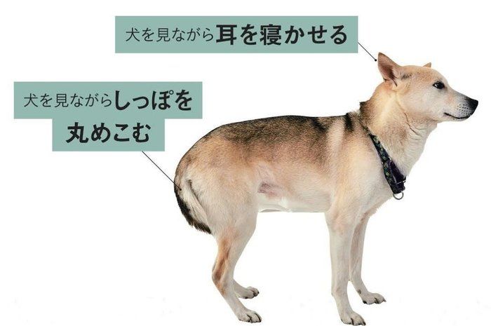 気づいて守って 犬が怖がっているときの犬のしぐさ