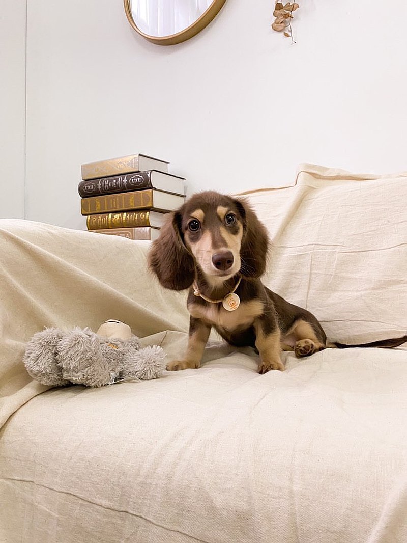 手工定制的ID標籤狗/貓項鍊畫寵物和數字-彩色繩檸檬餅