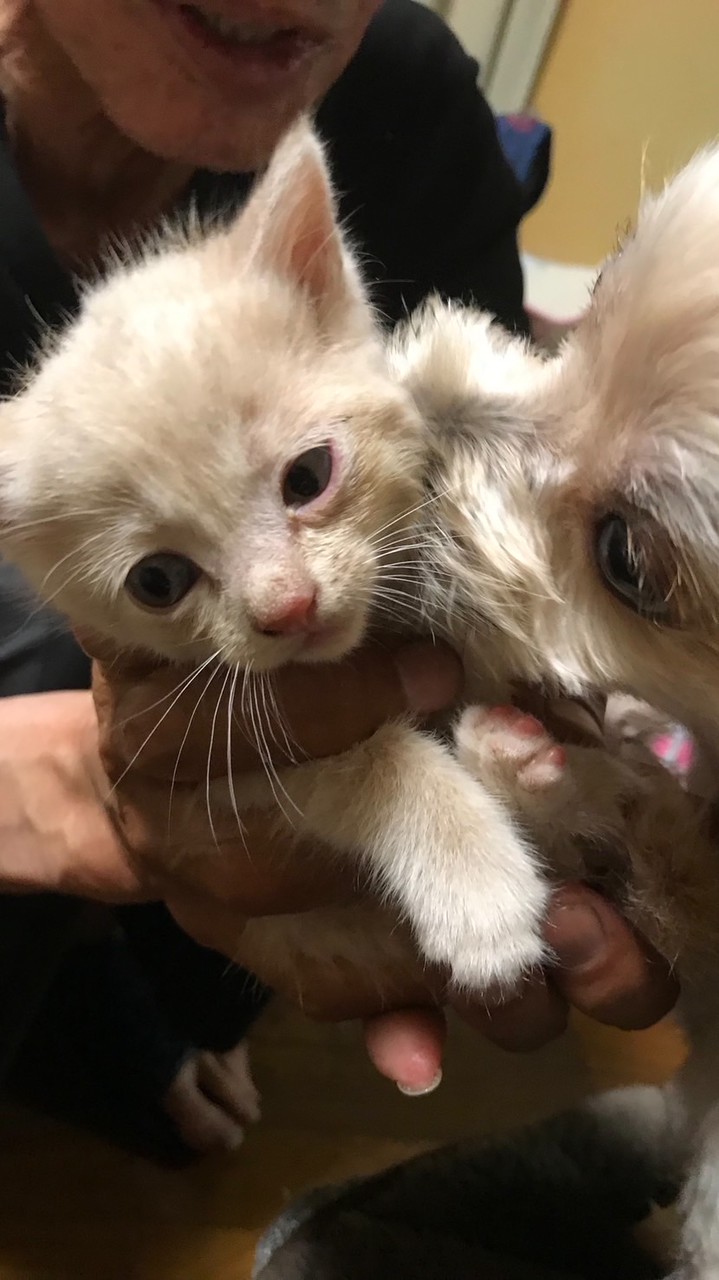 ワン🐶ニャン🐈ラブ🩷癒しのカフェ