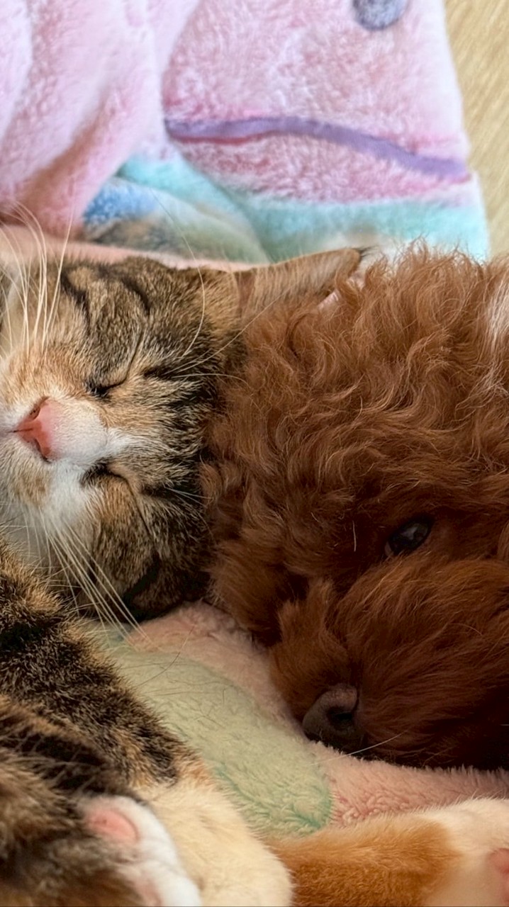 ワン🐶ニャン🐈ラブ🩷癒しのカフェ