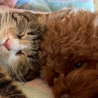 ワン🐶ニャン🐈ラブ🩷癒しのカフェ