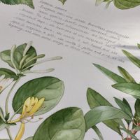 北鳥自然美學時光