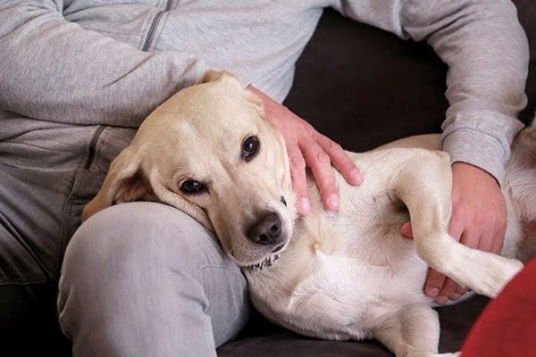 愛犬の死後 飼い主さんに起こった 不思議な出来事 いぬのきもちnews