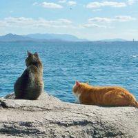 猫なりきりチャット