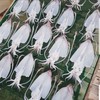 澎湖虎井第一手海鮮