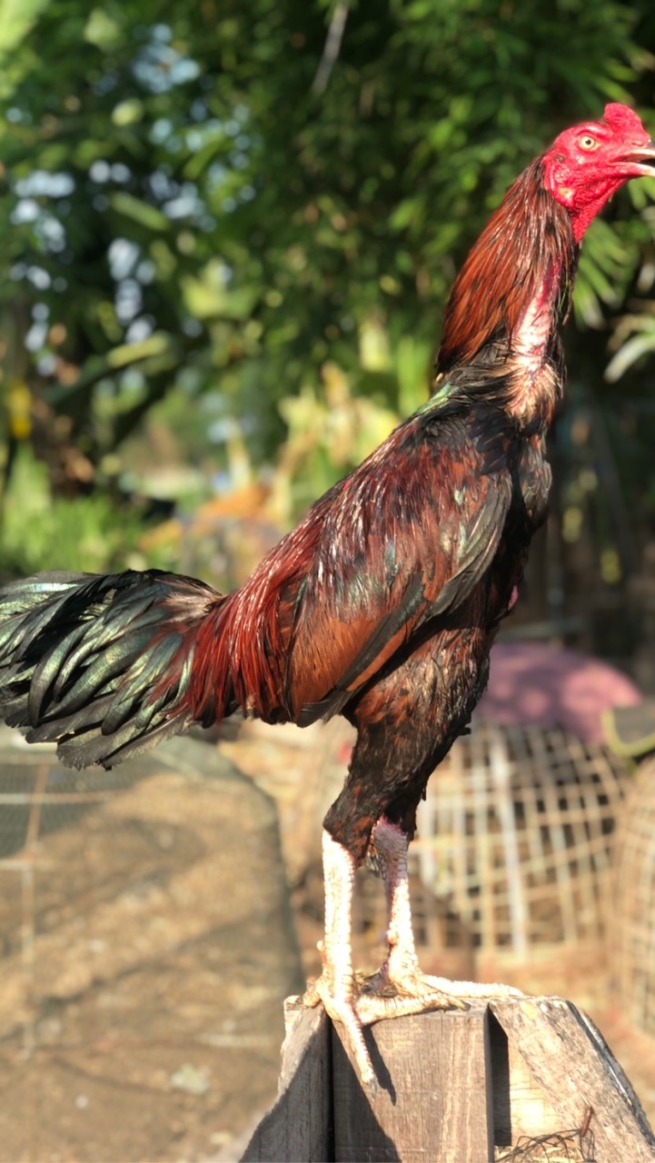เพชรพรสวรรค์