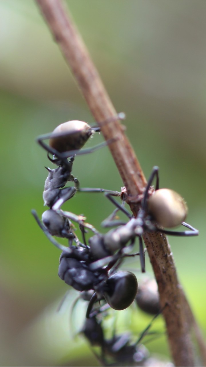 Ant Club | กลุ่มคนเลี้ยงมด