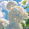 四季日和：⌒ 架空VTuber事務所