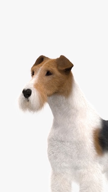 剛毛獵狐梗交流圈🐶