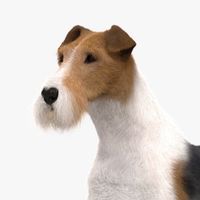 剛毛獵狐梗交流圈🐶