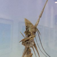 SF系の世界観でロルをぶん回すオプ