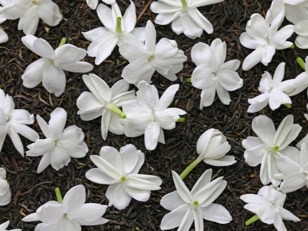 ベランダがいい香りに包まれる 茉莉花 まつりか の育て方