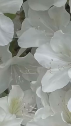 矢印の先は未知が続き ▷白尾限定歌ハント♩