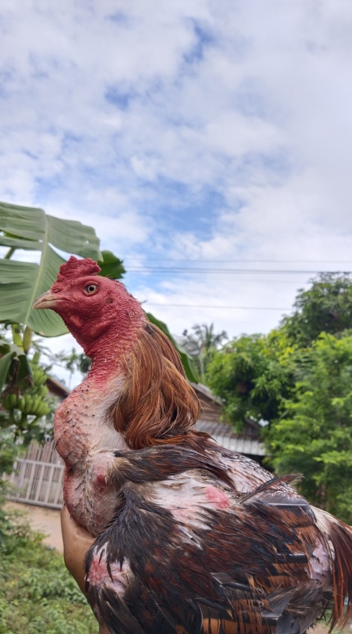 อาณาจักร อินทรีย์แดง🦅 ฟาร์ม